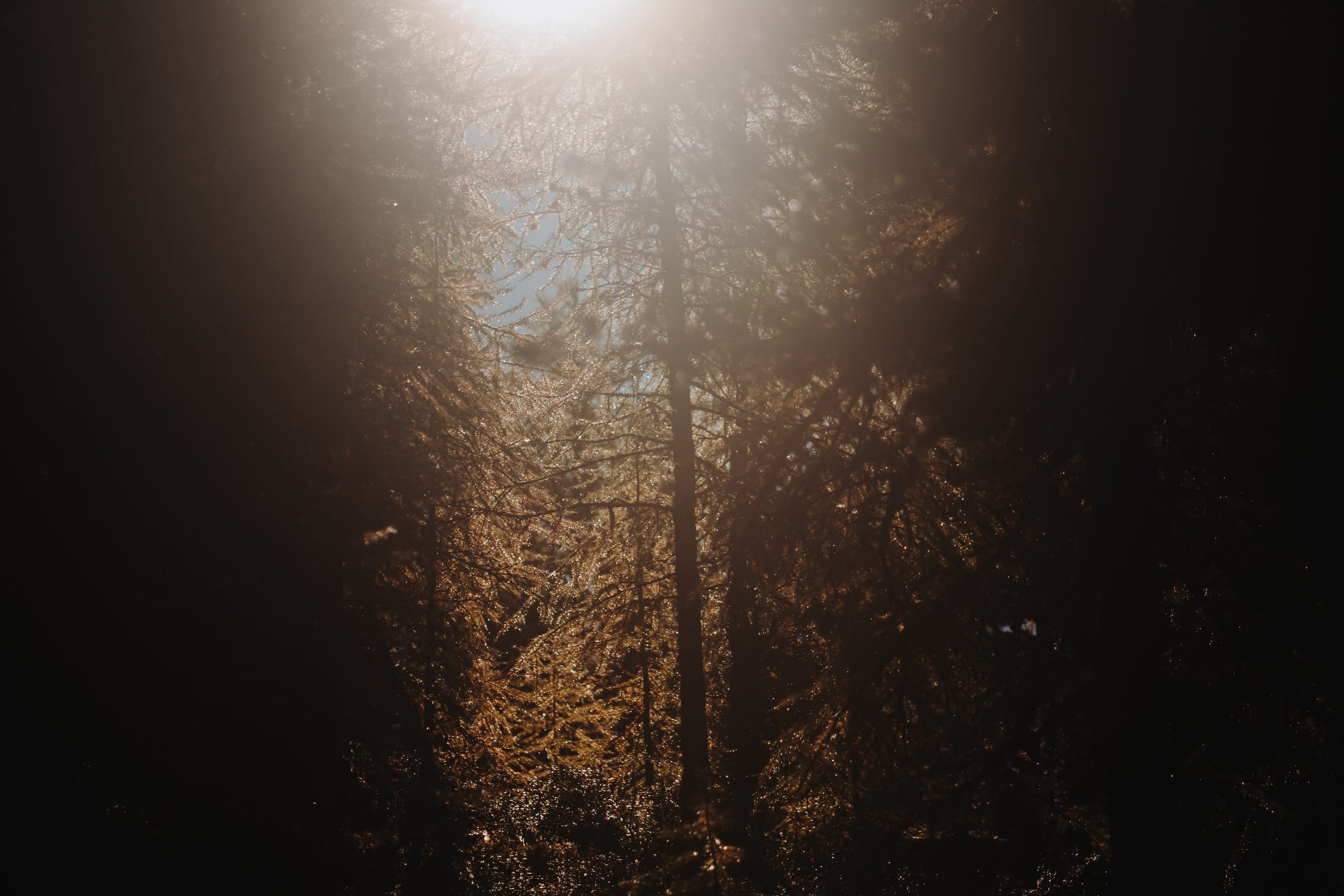 Herbstliches Gegenlicht zwischen Lärchen und Tannen im Bergwald