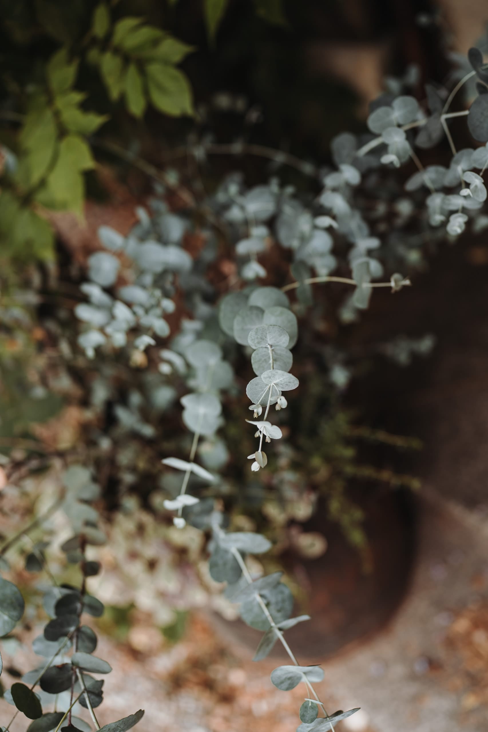 Eukalyptuszweige im Garten