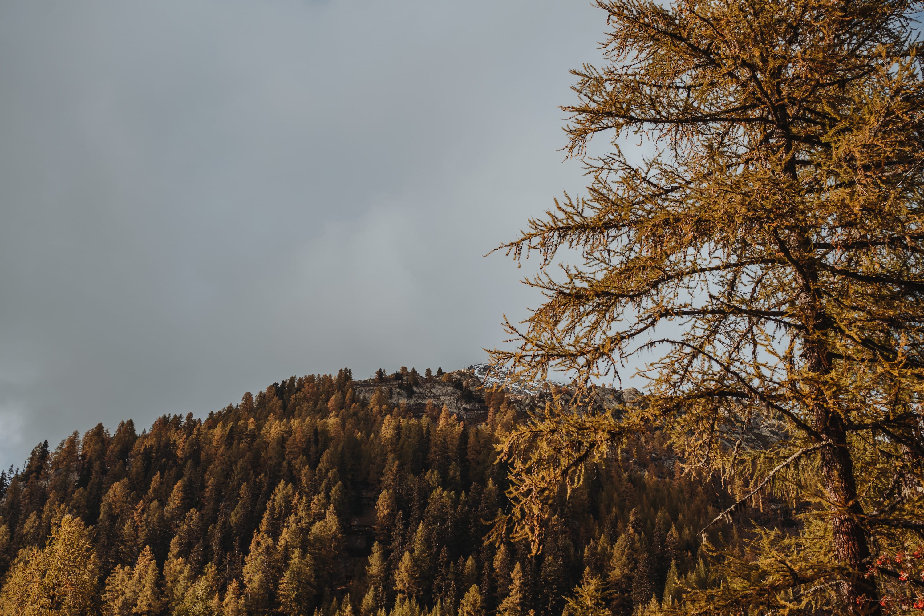 Goldene Lärchen am Berghang unter grauem Herbsthimmel
