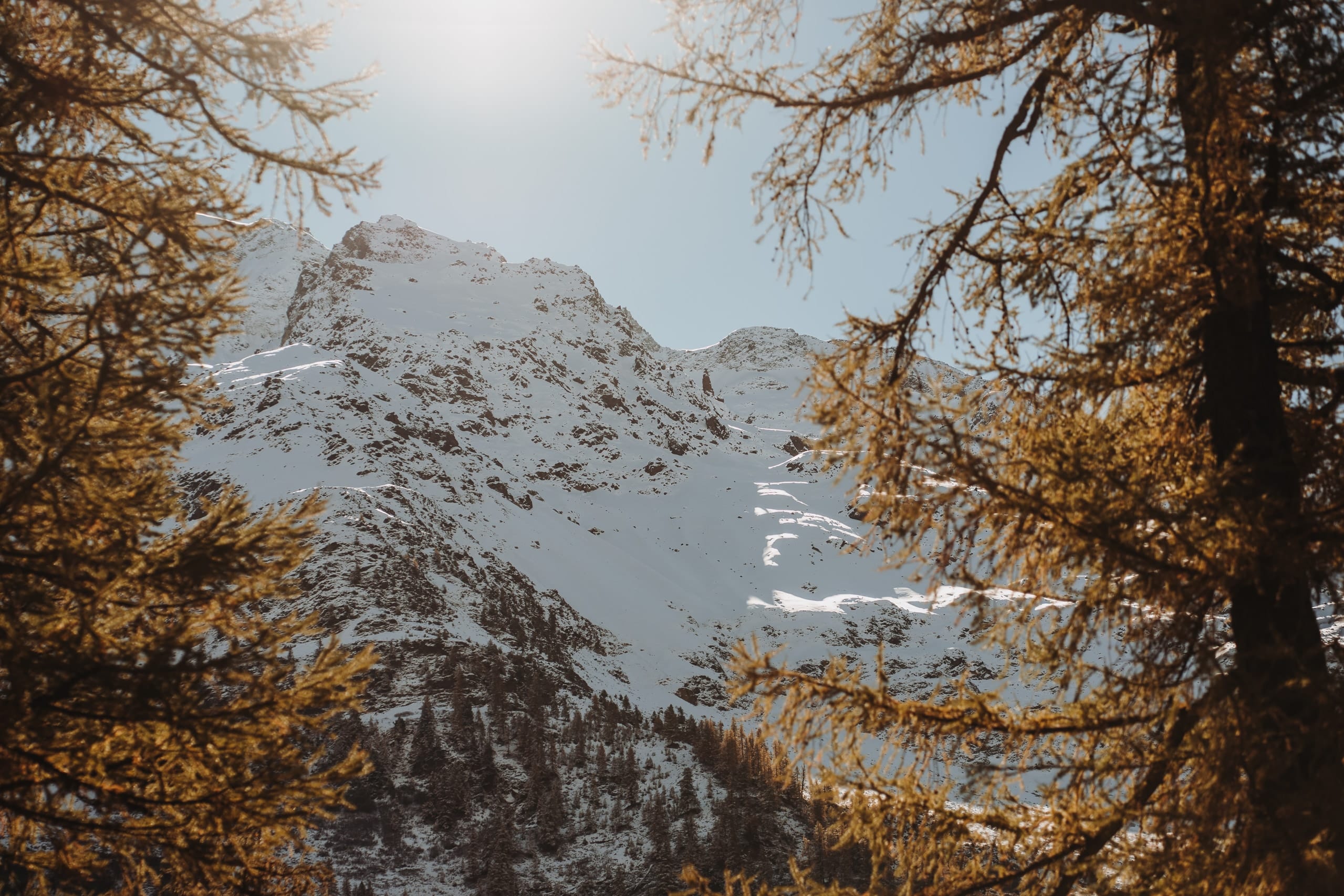 Blick zwischen goldenen Lärchen auf verschneite Berge im Lötschental