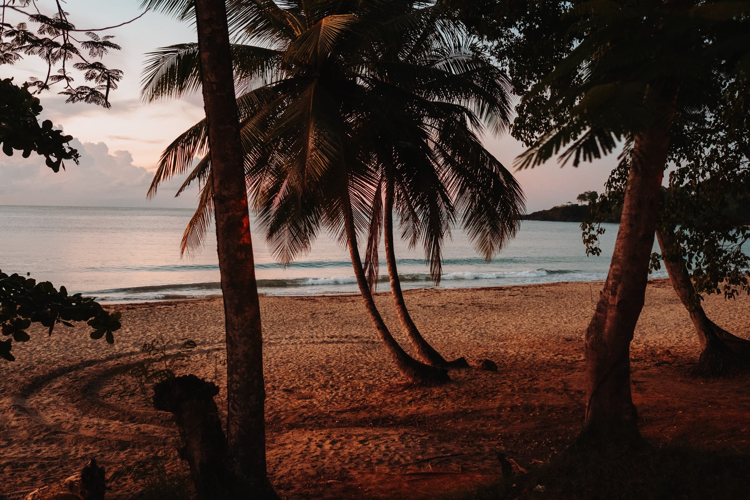 Palmen an einem Sandstrand auf Tobago in der Abenddämmerung