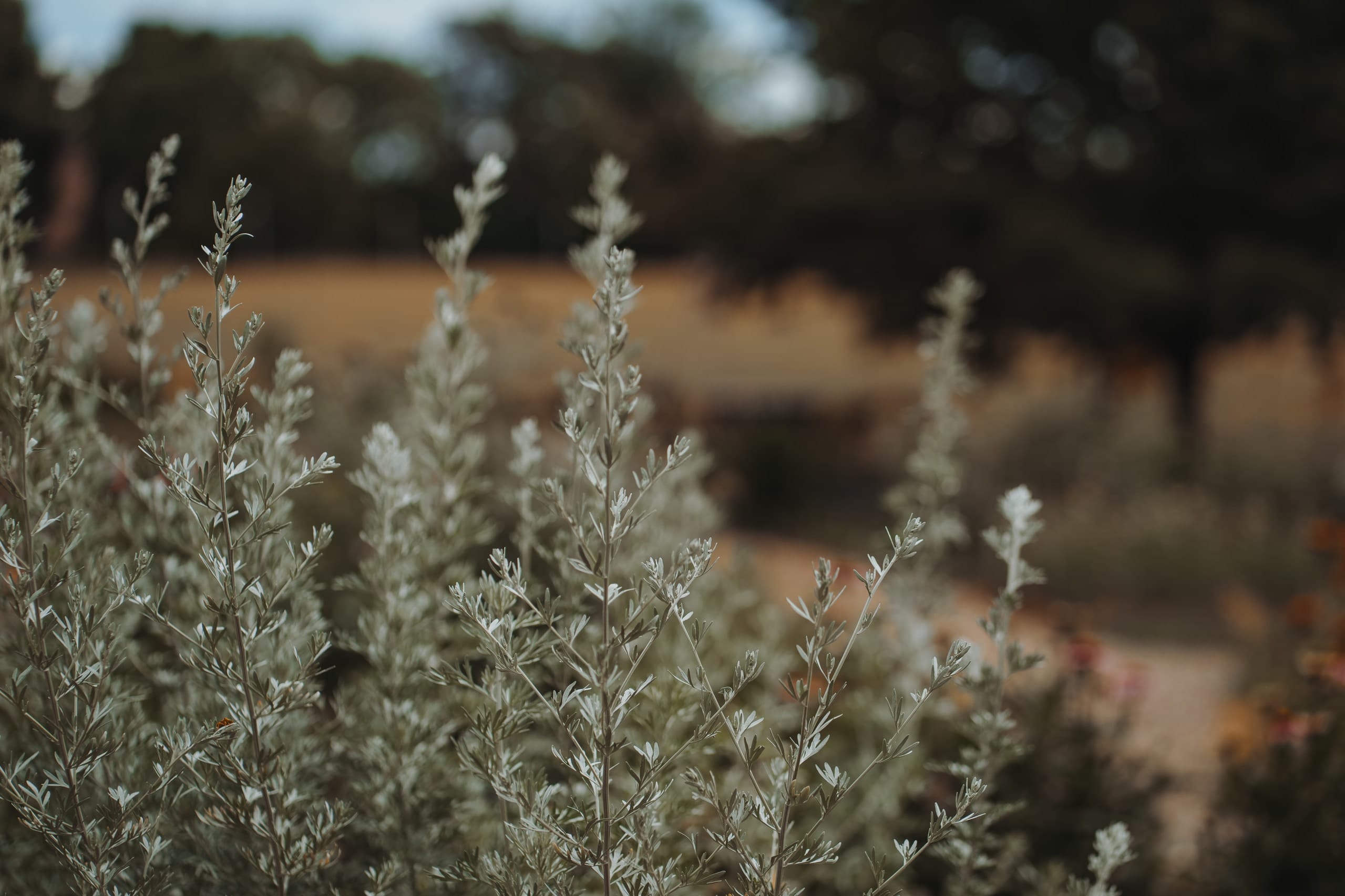 Wilde Gräser und Kräuter im Sommer