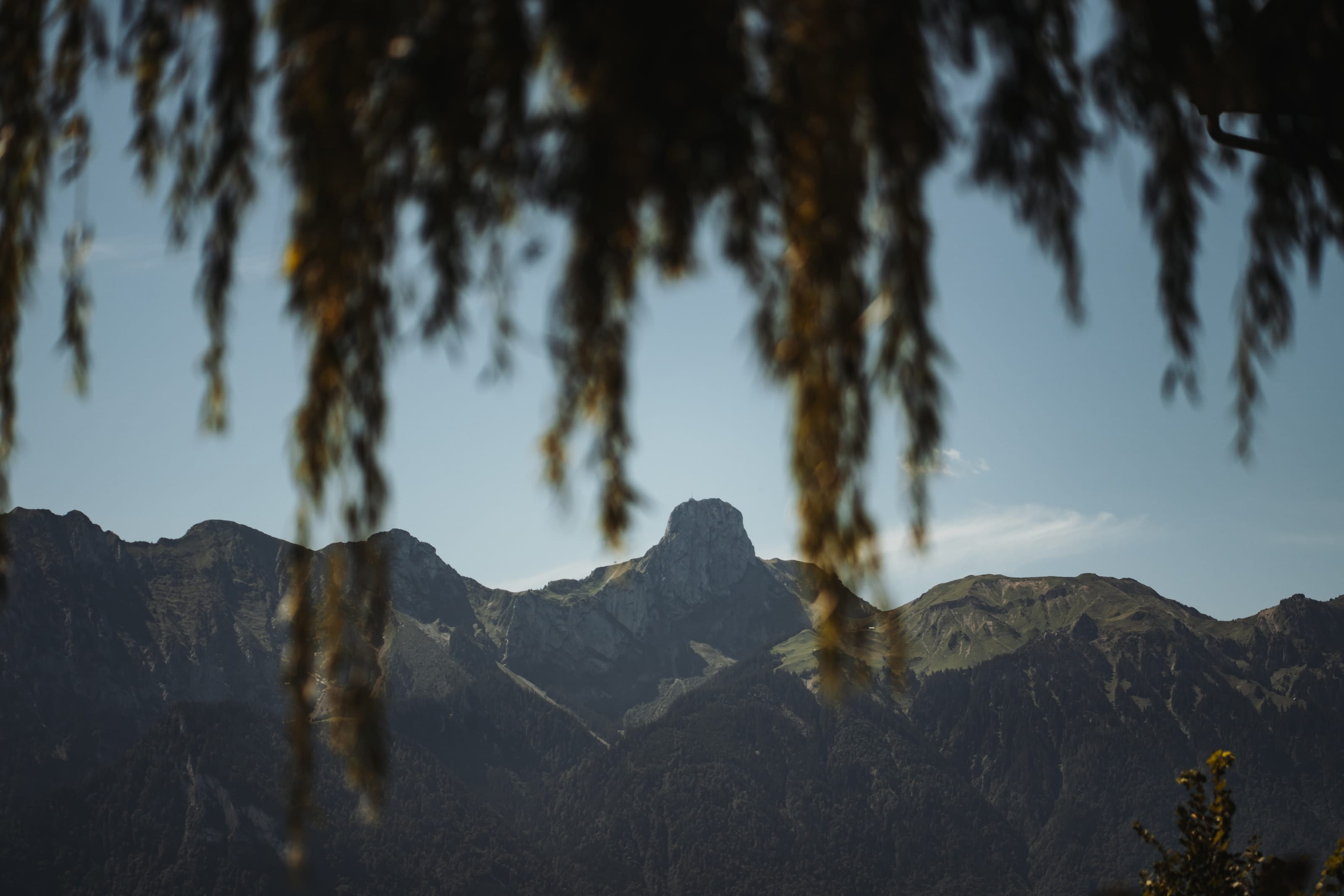 Durch die hängenden Zweige einer Trauerweide sieht man eine Bergkette unter blauem Himmel